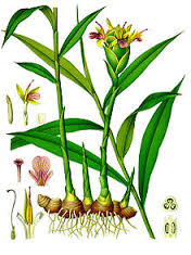 Botanic painting of a ginger plant, which is a rhizome